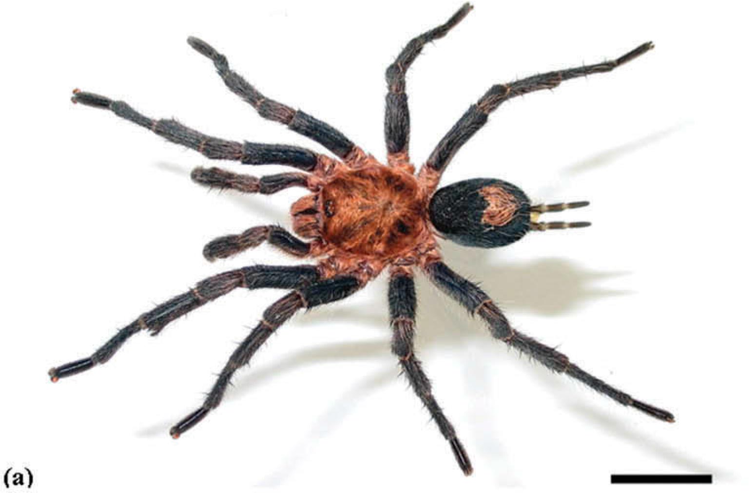 Male