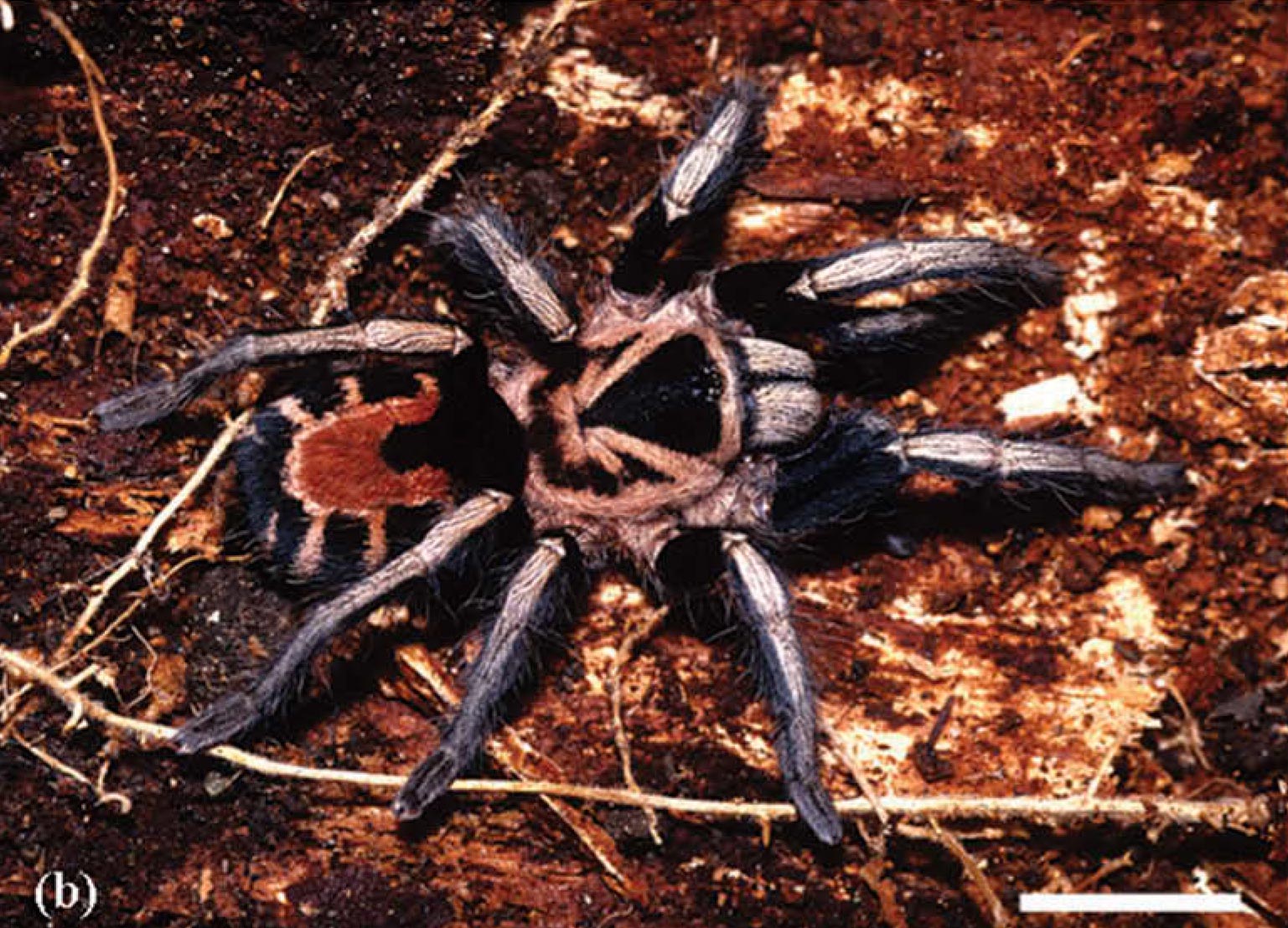 Cyriocosmus nicholausgordoni