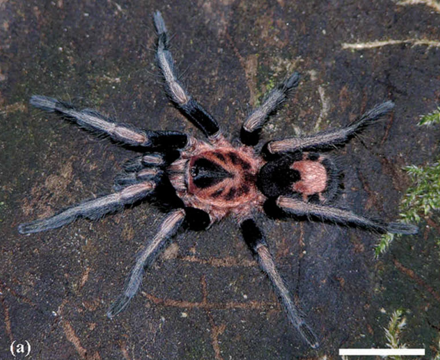 Male