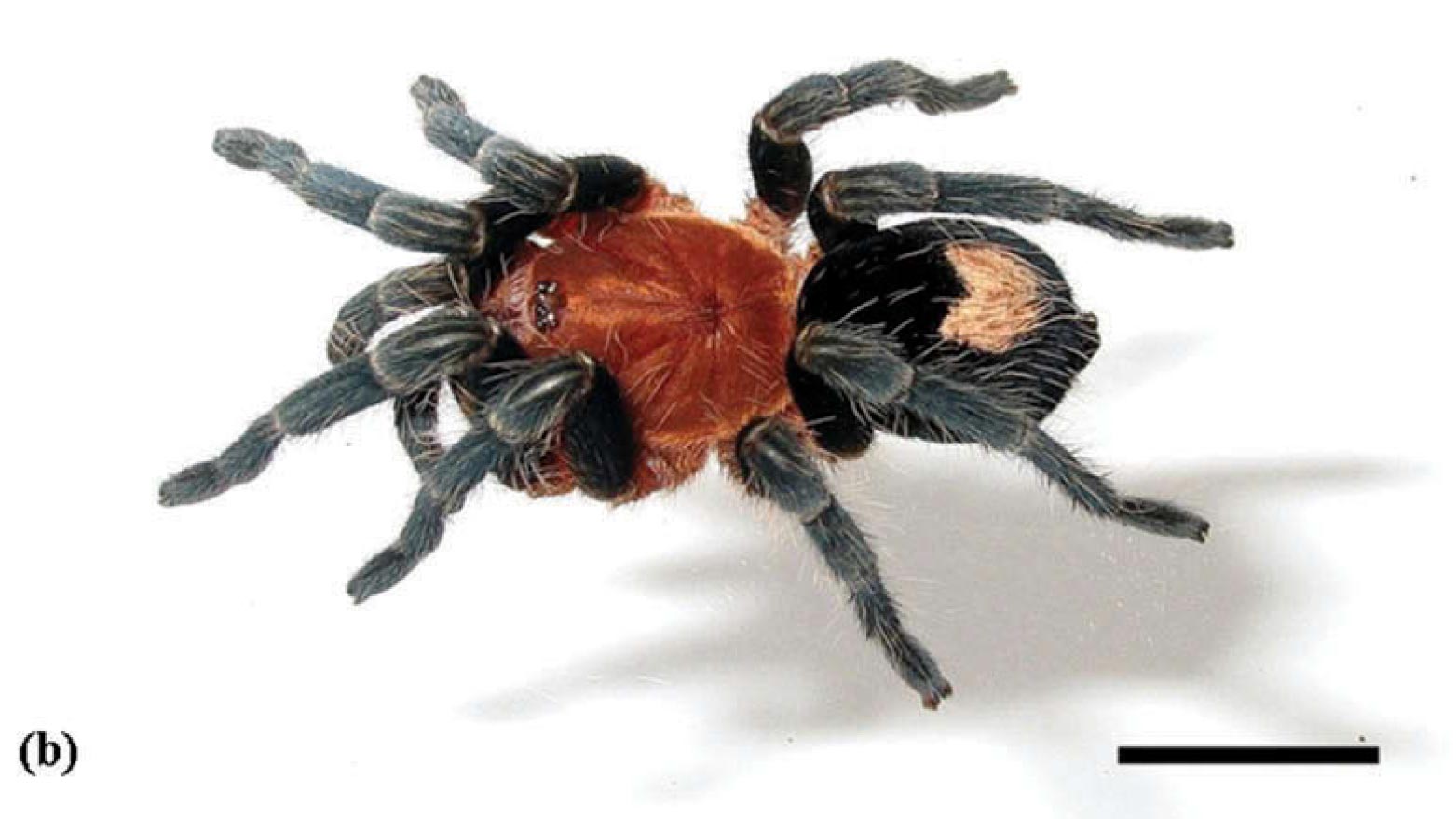 Cyriocosmus peruvianus
