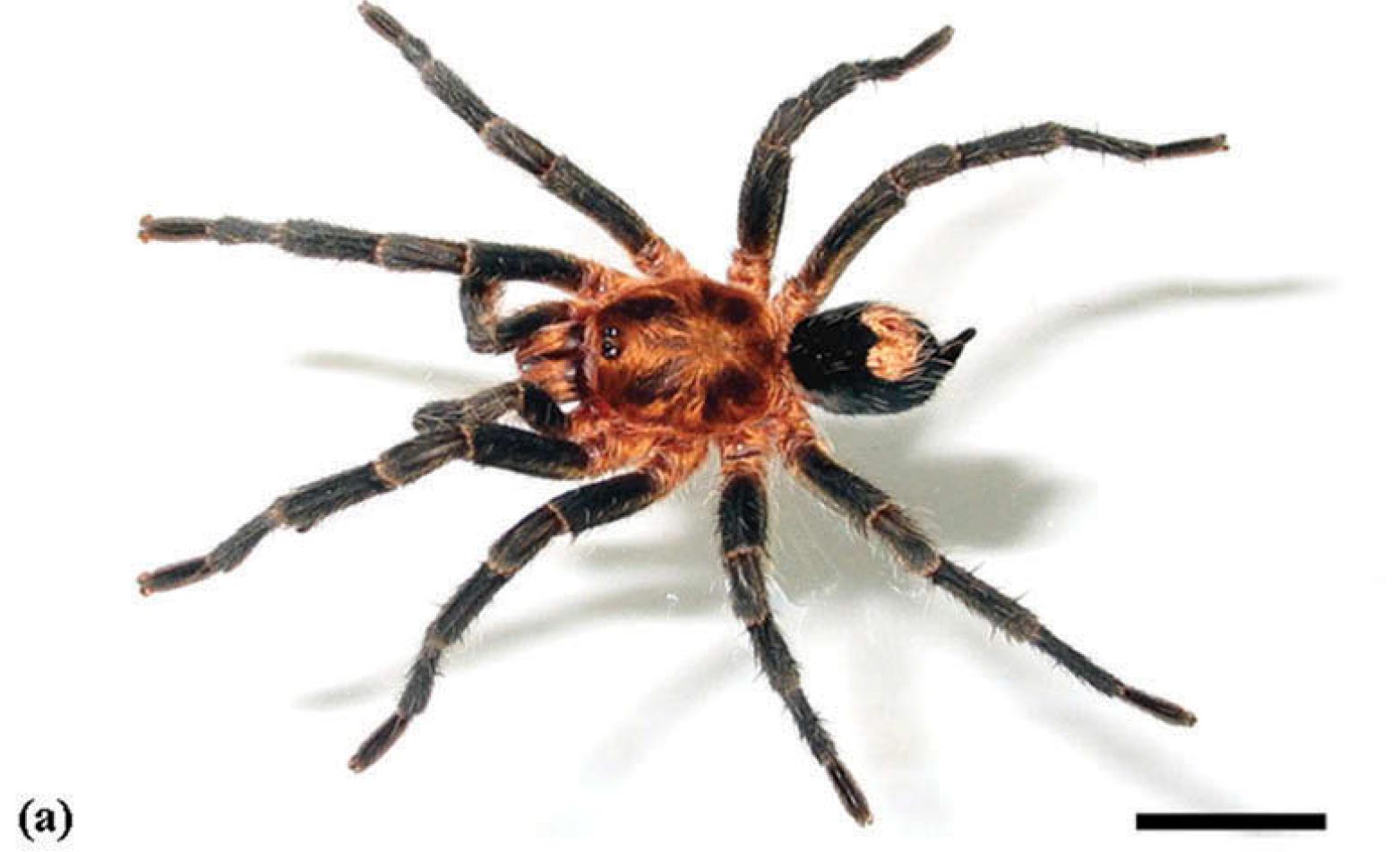Male
