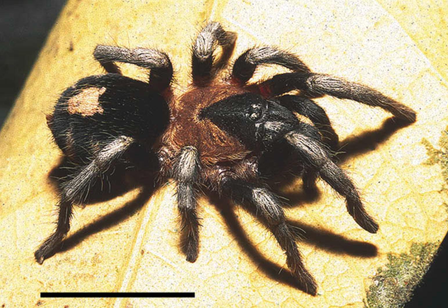 Cyriocosmus williamlamari