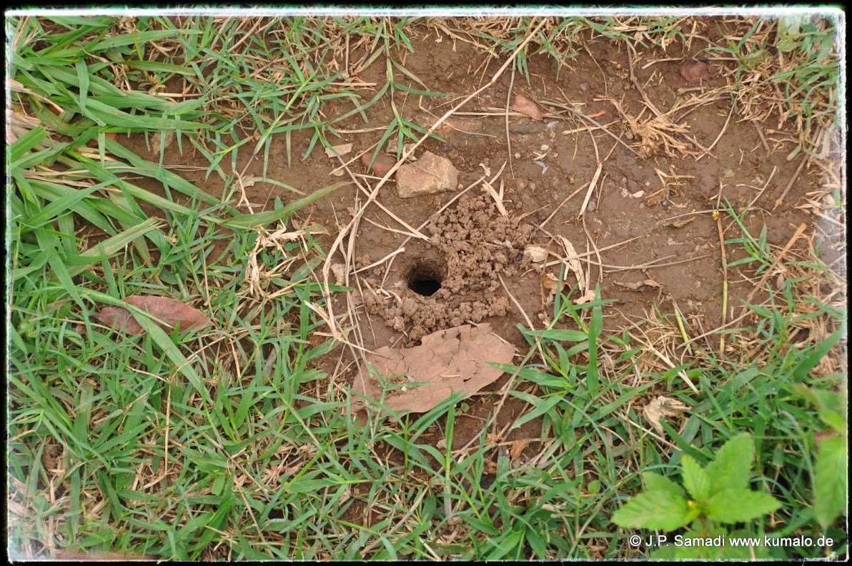 Burrow