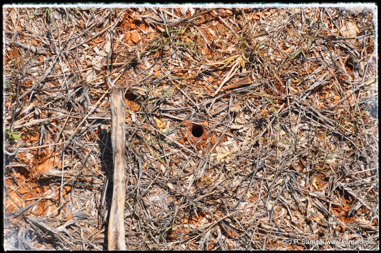 Burrow