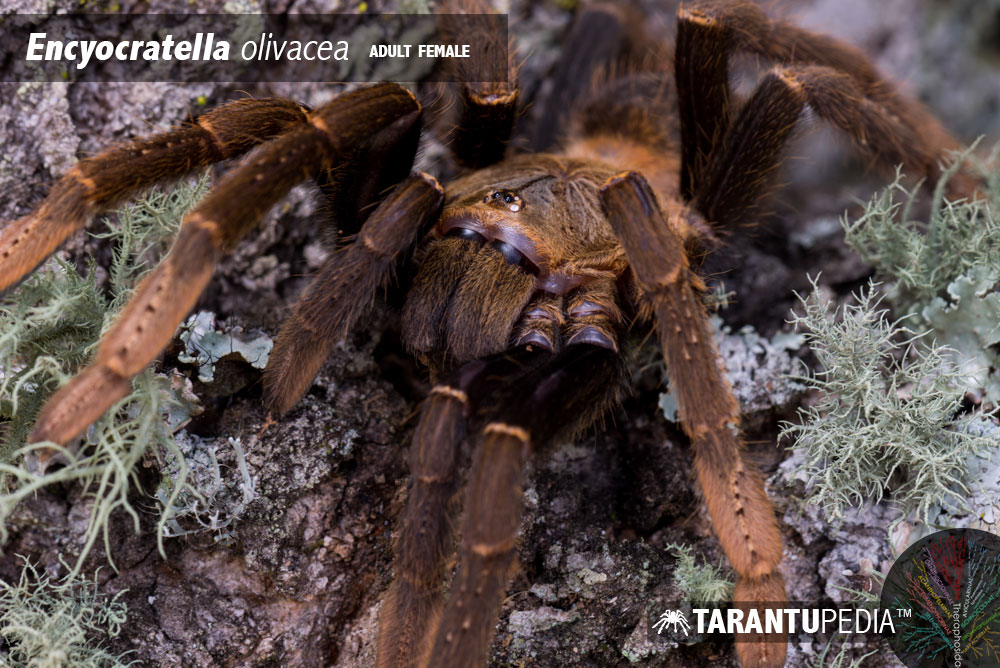 Encyocratella olivacea