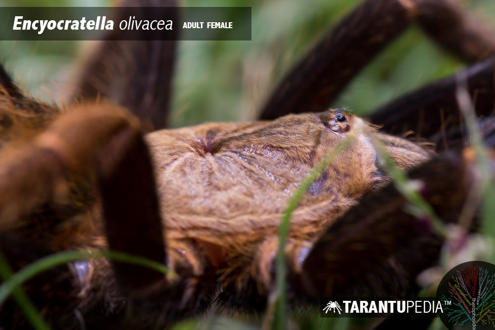 Carapace