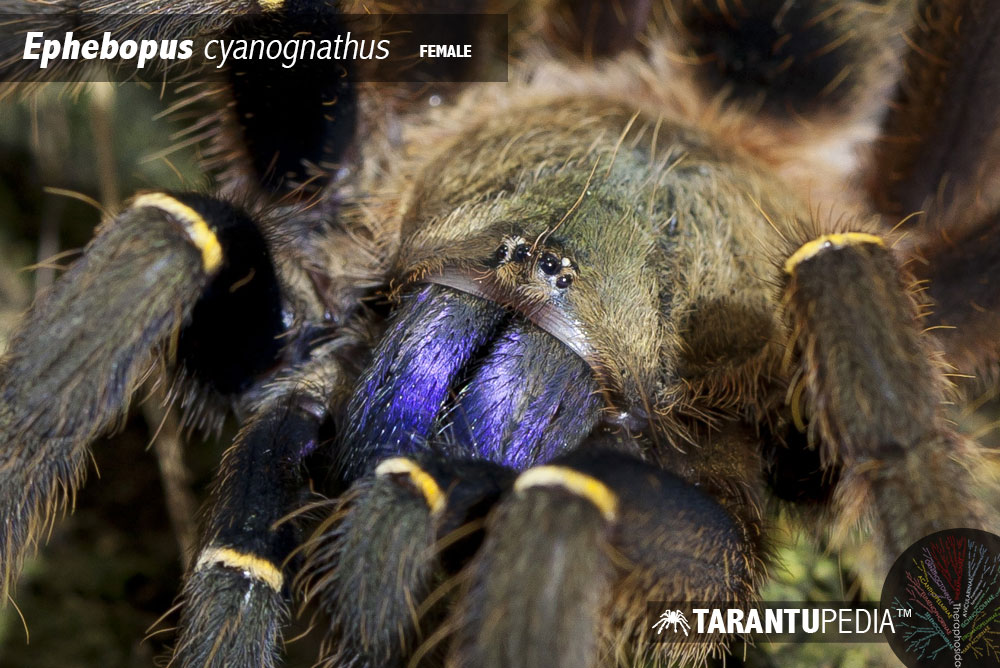 Ephebopus cyanognathus