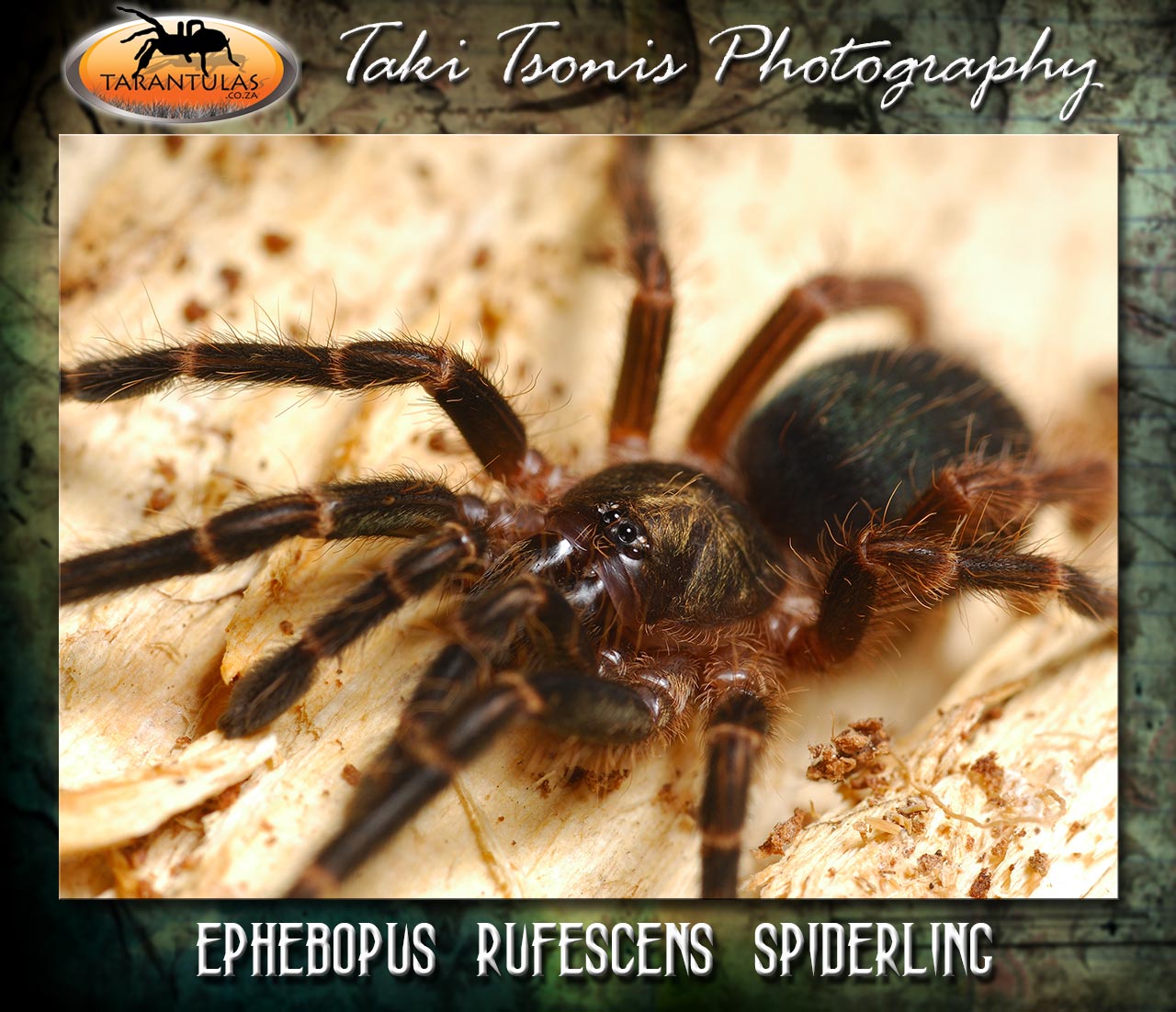 Ephebopus rufescens