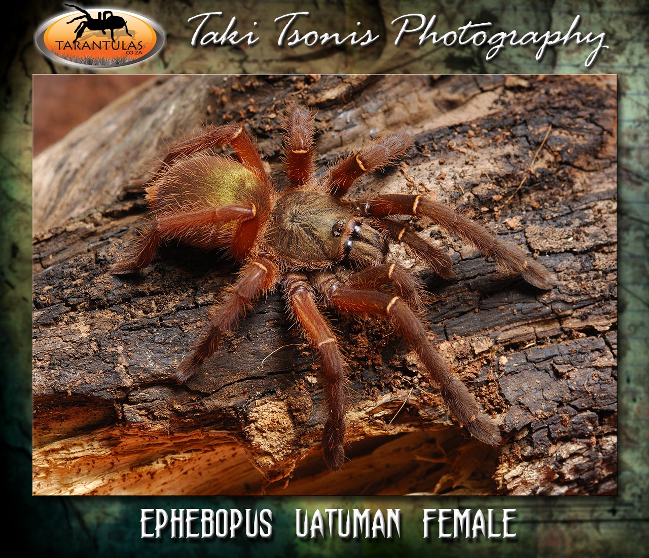 Female