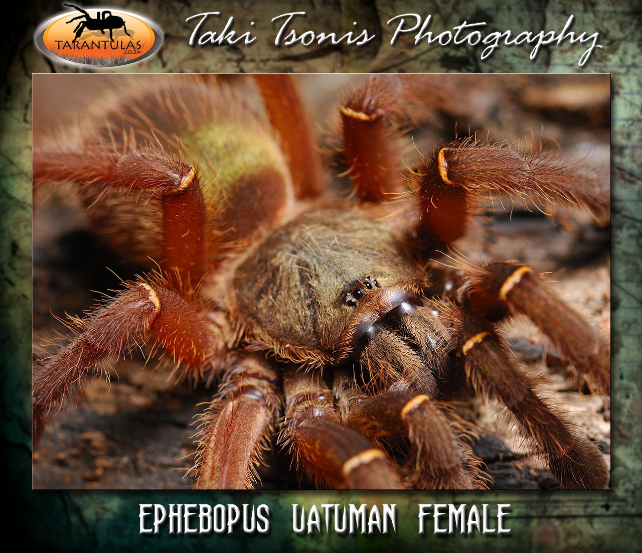Ephebopus uatuman