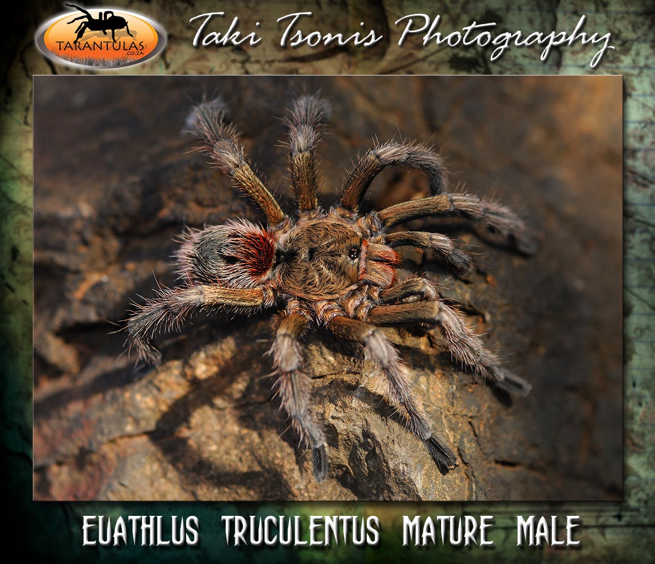 Euathlus truculentus
