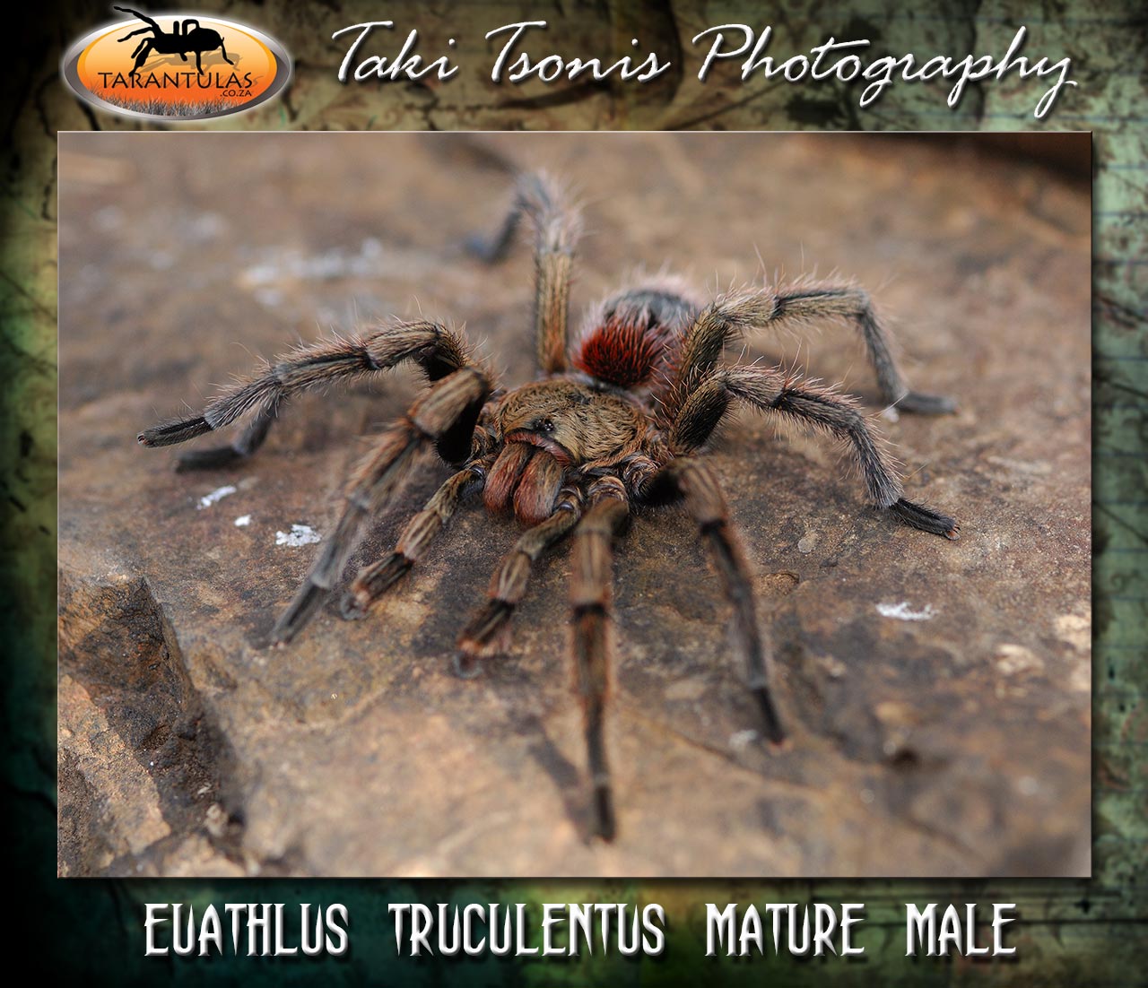 Male