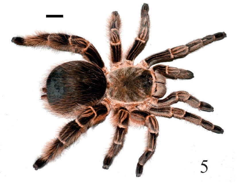 Eupalaestrus larae