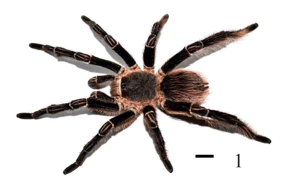 Male