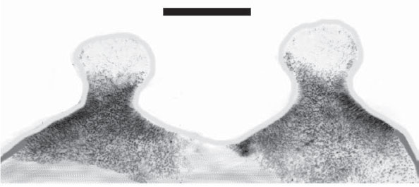 Spermathecae