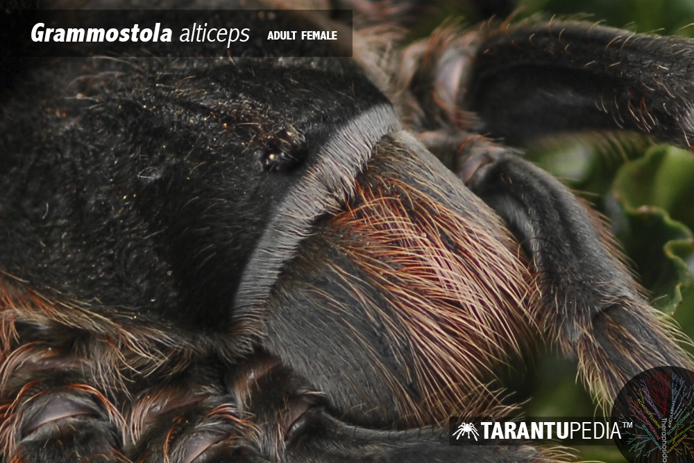 Grammostola alticeps