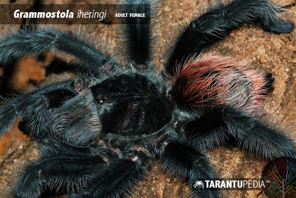 Grammostola iheringi