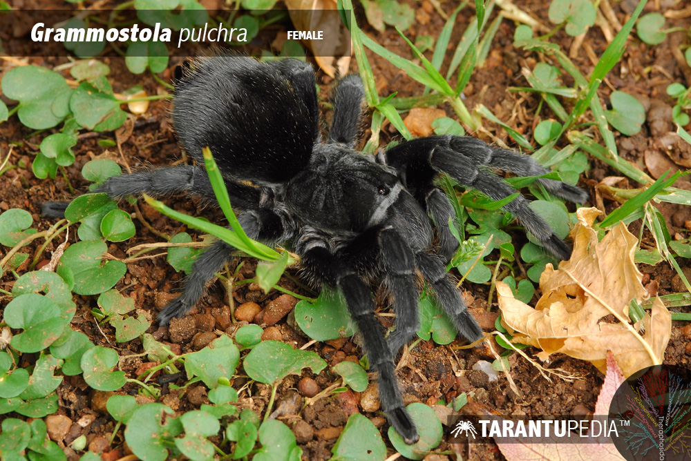 Grammostola pulchra