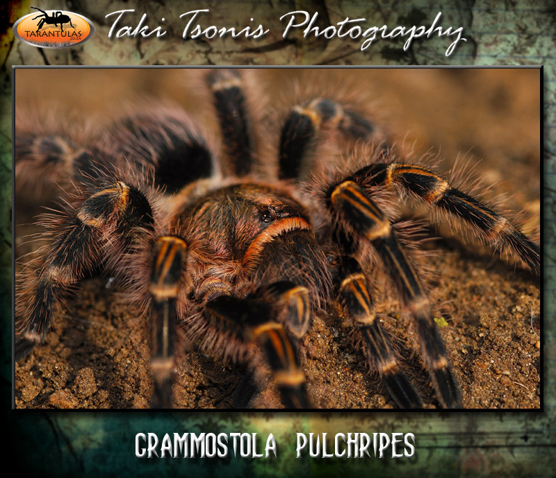 Grammostola pulchripes