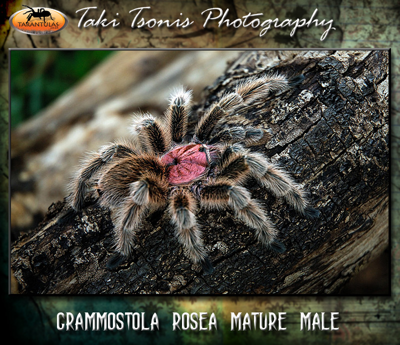 Grammostola rosea