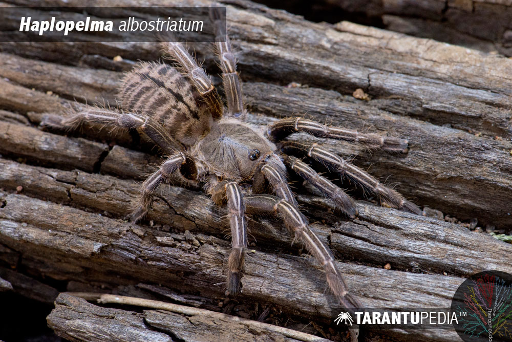 Cyriopagopus albostriatus