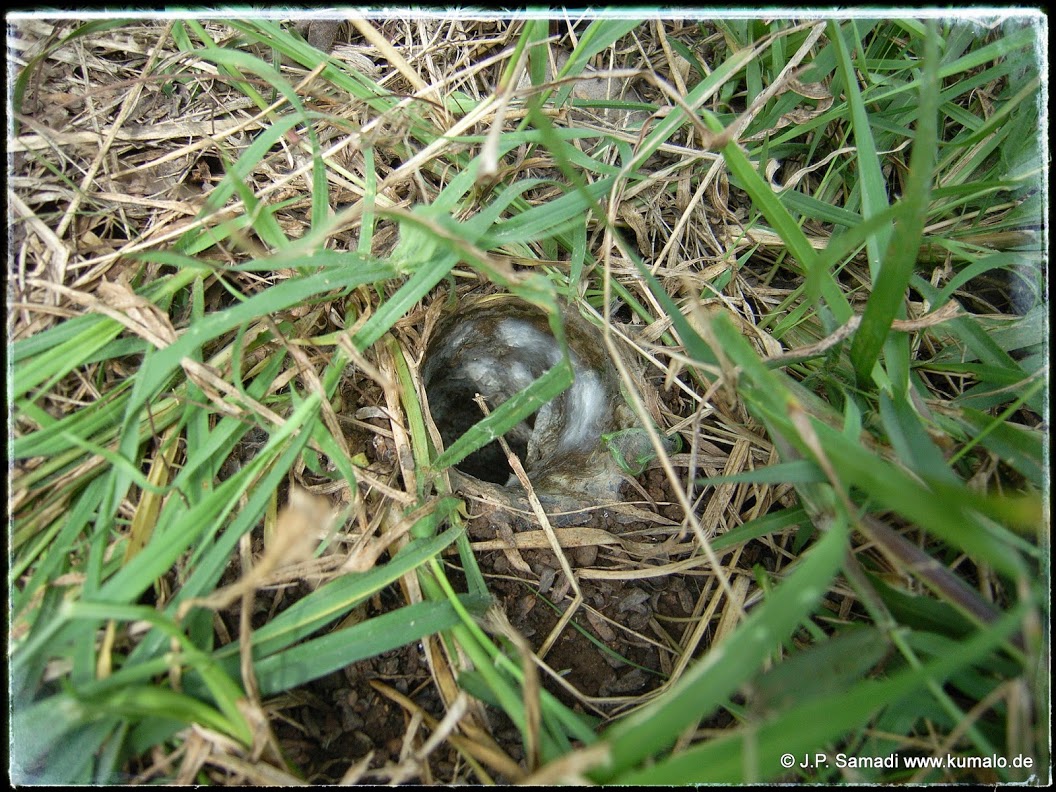 Burrow