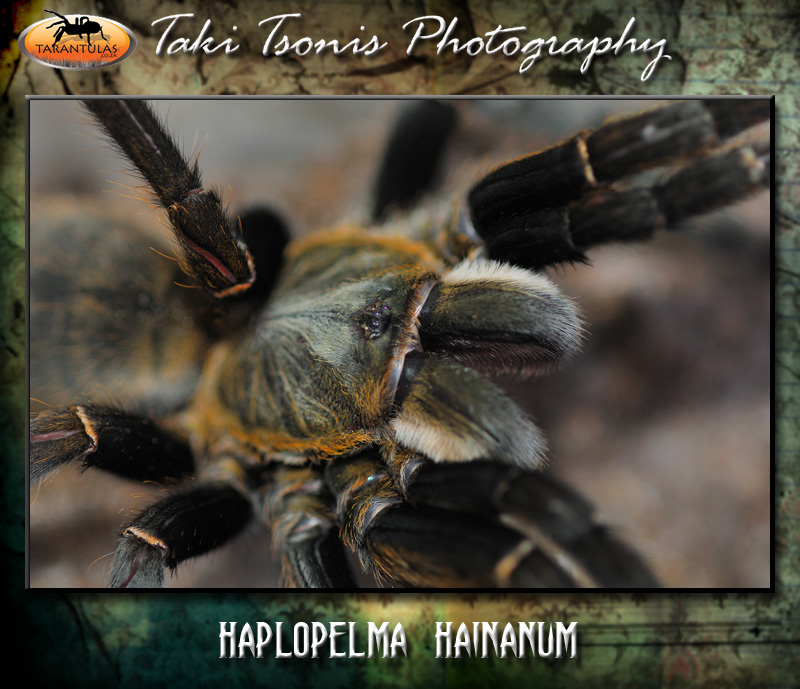 Cyriopagopus hainanus