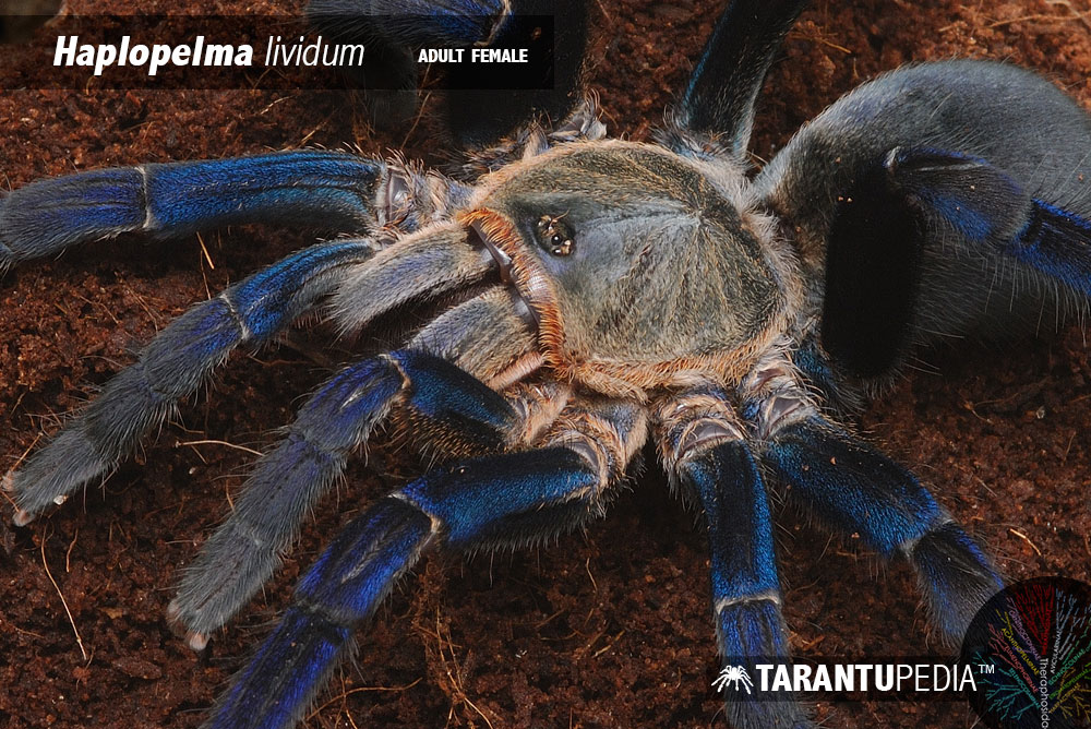 Cyriopagopus lividus