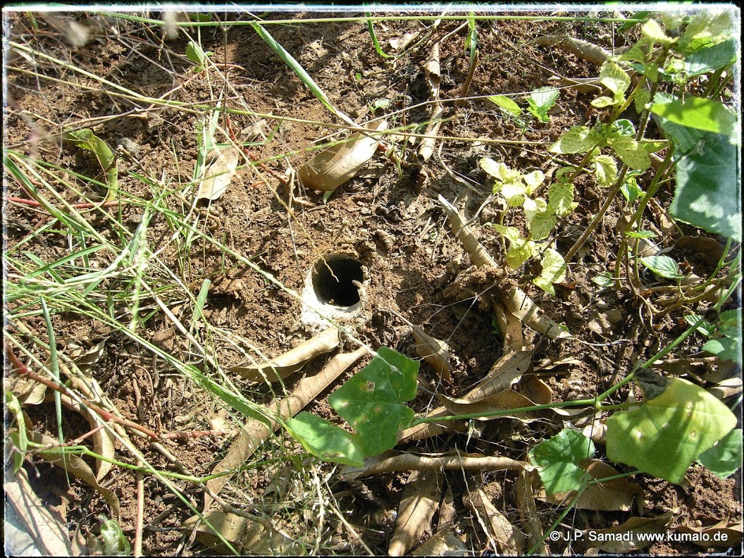 Burrow