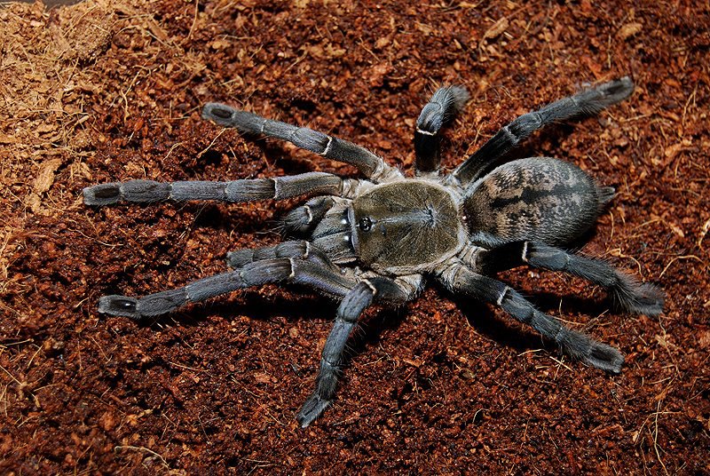 Cyriopagopus longipes