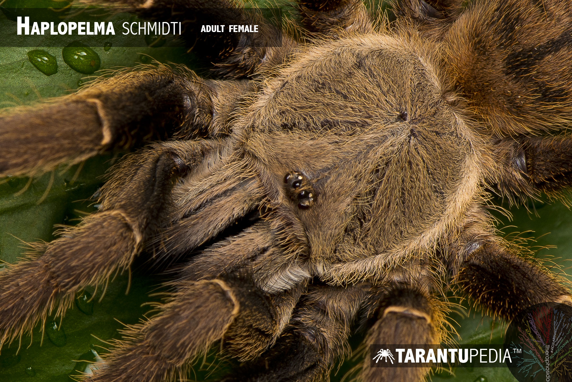 Cyriopagopus schmidti