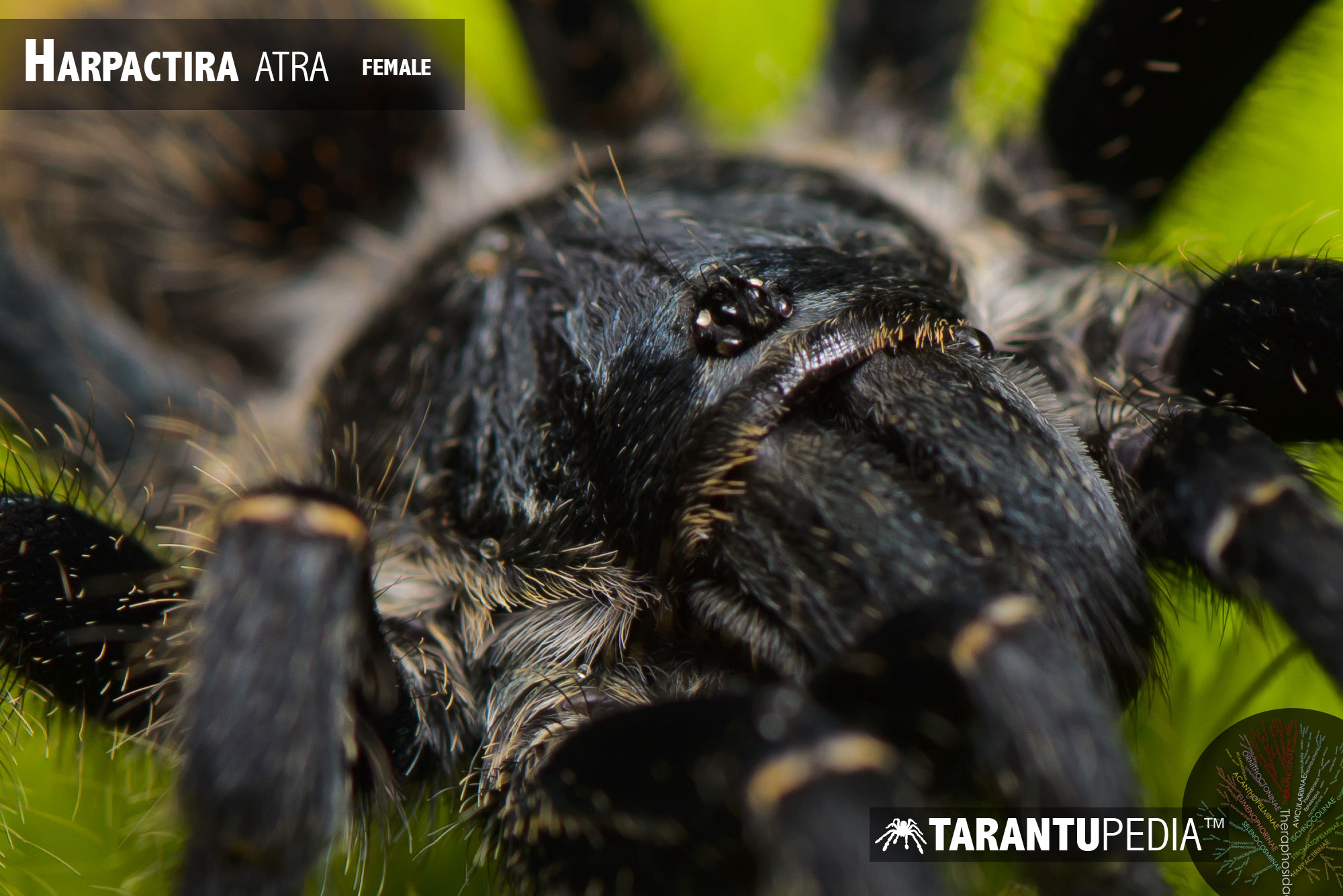 Harpactira atra