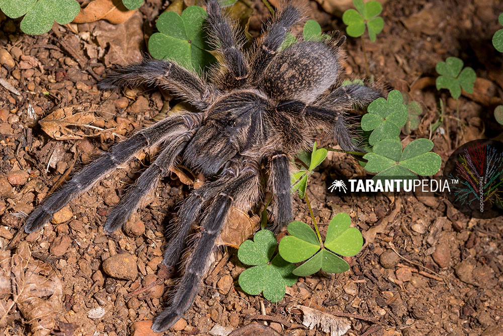 Harpactira baviana