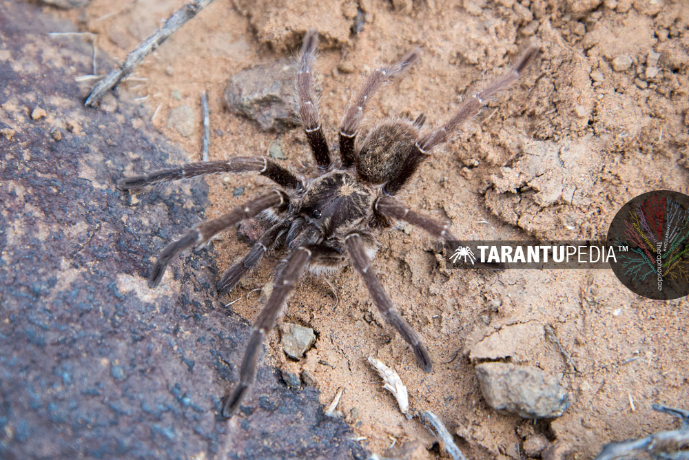 Male