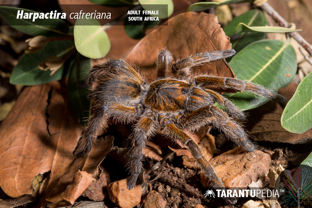Female