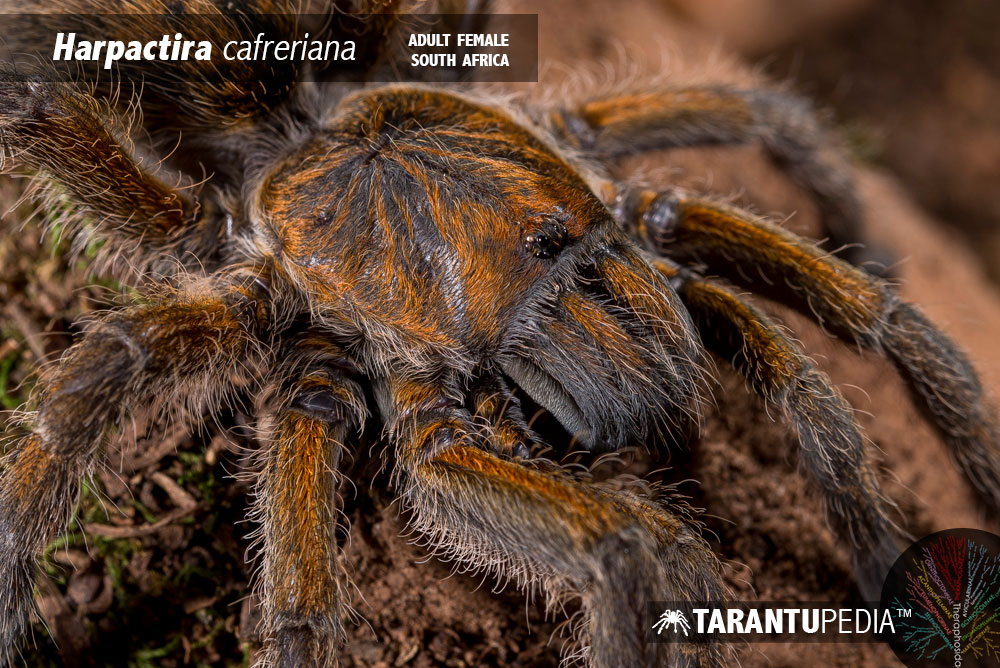 Harpactira cafreriana