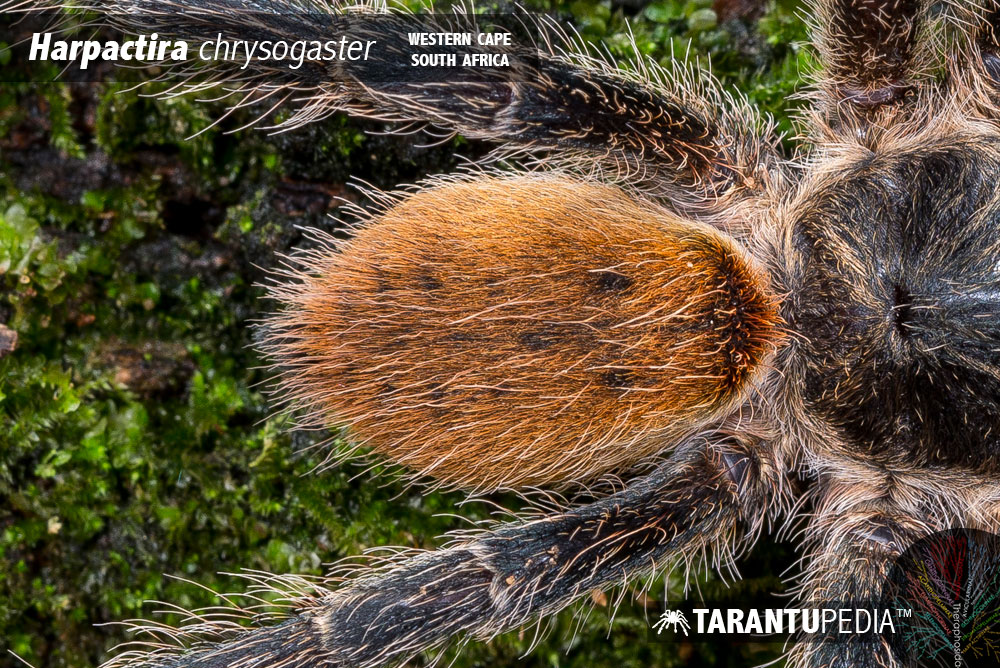 Harpactira chrysogaster