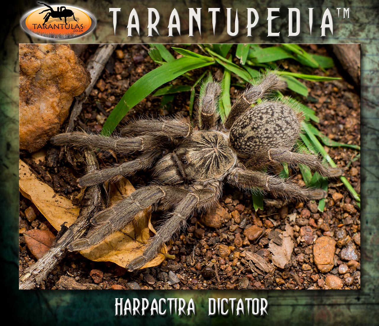 Harpactira dictator