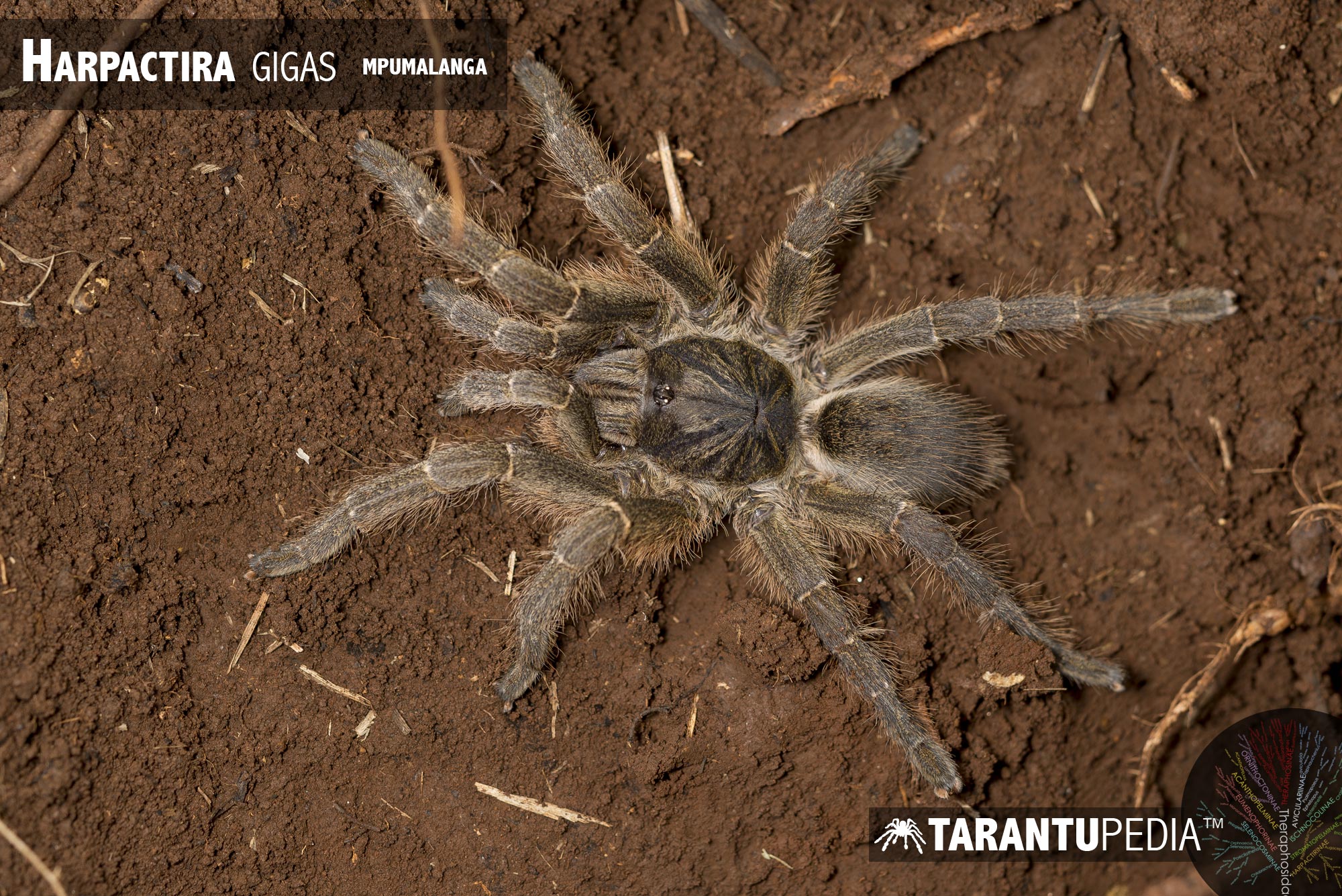 Female