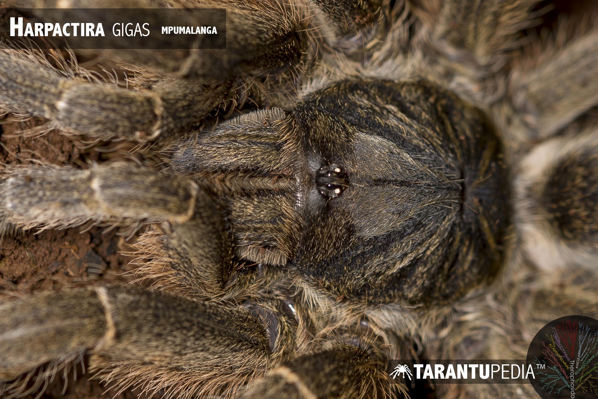 Harpactira gigas