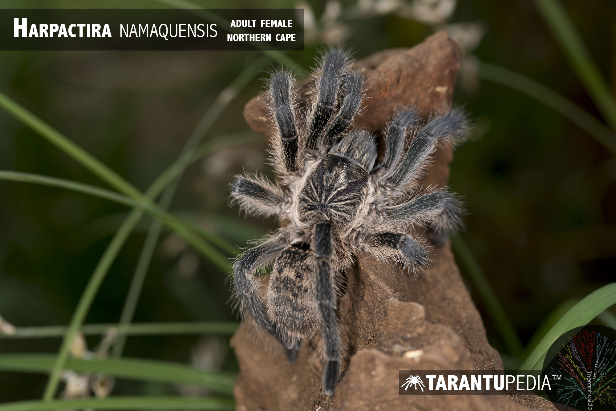 Harpactira namaquensis