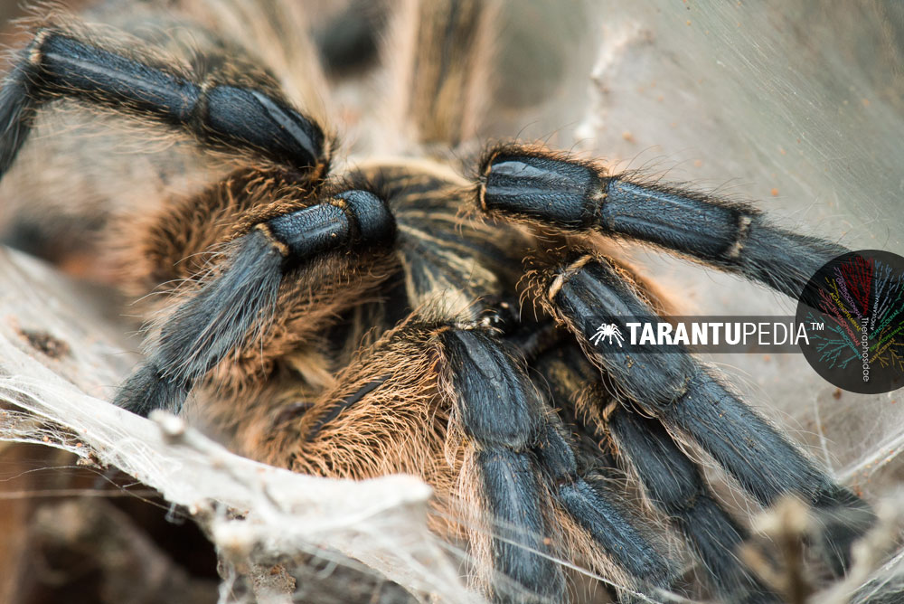 Harpactira pulchripes