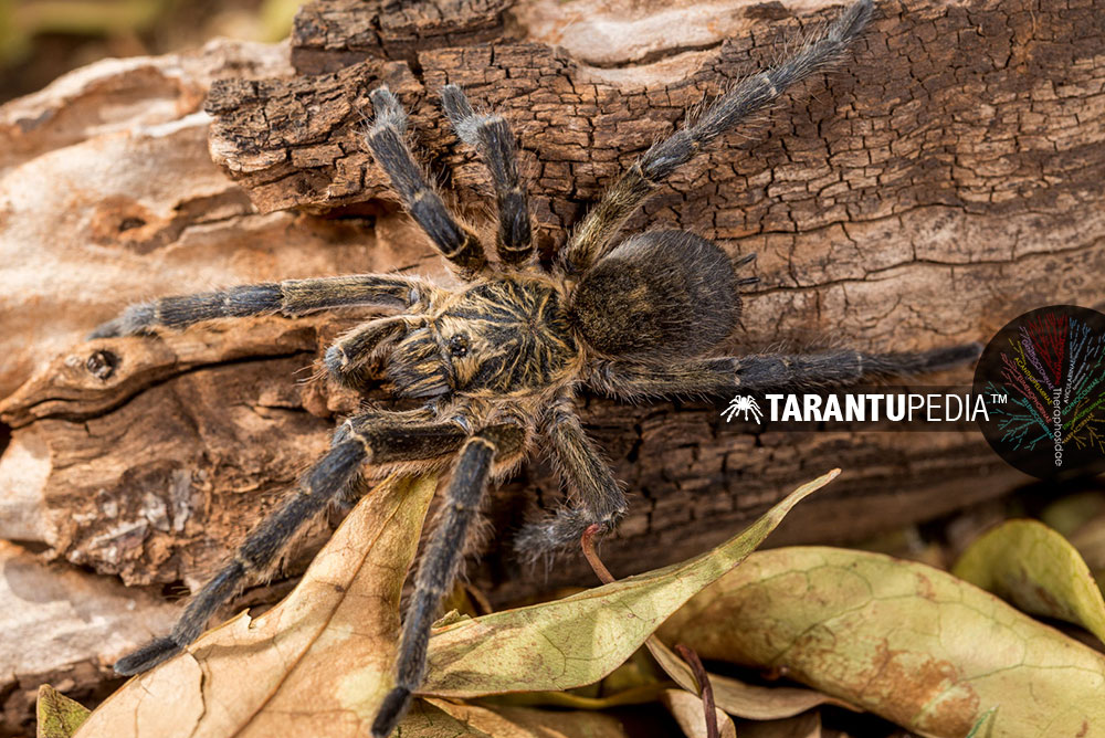 Male