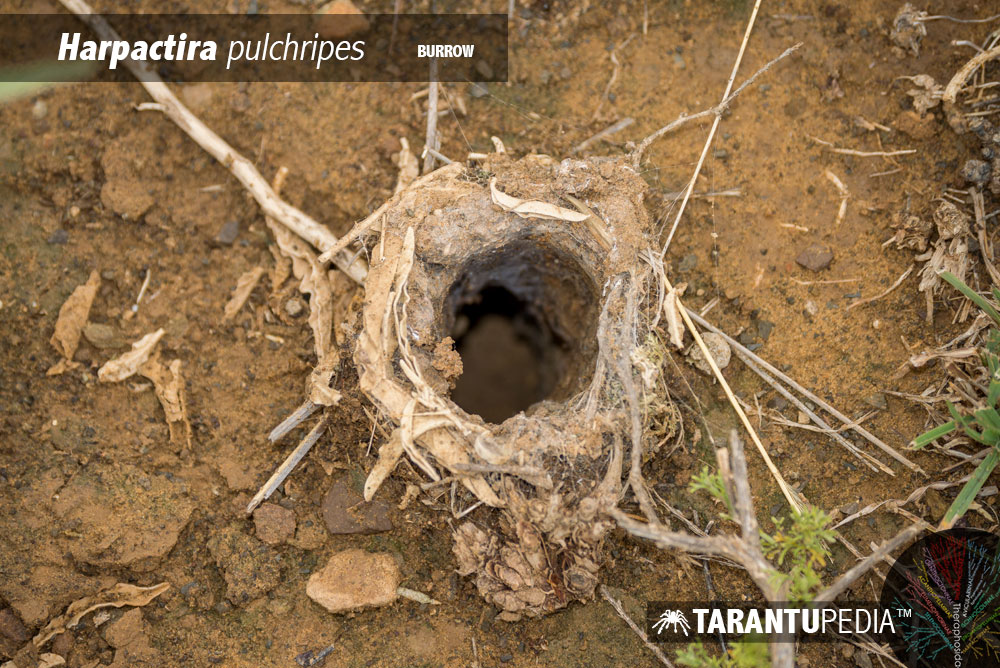 Burrow