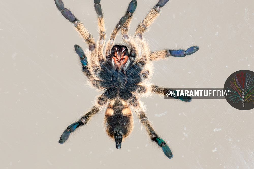 Underside