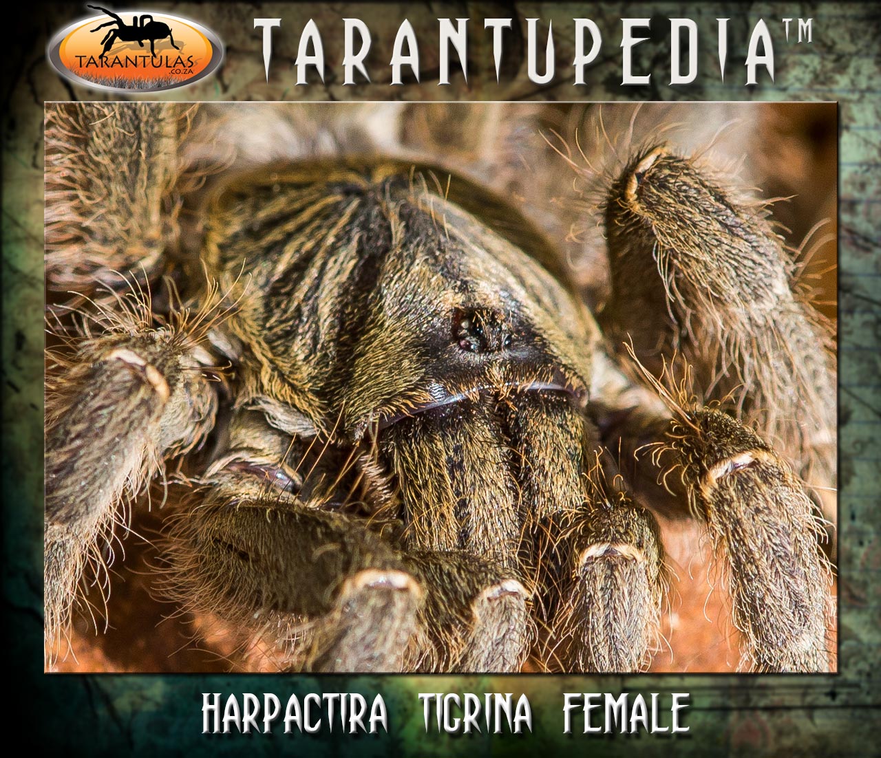 Harpactira tigrina