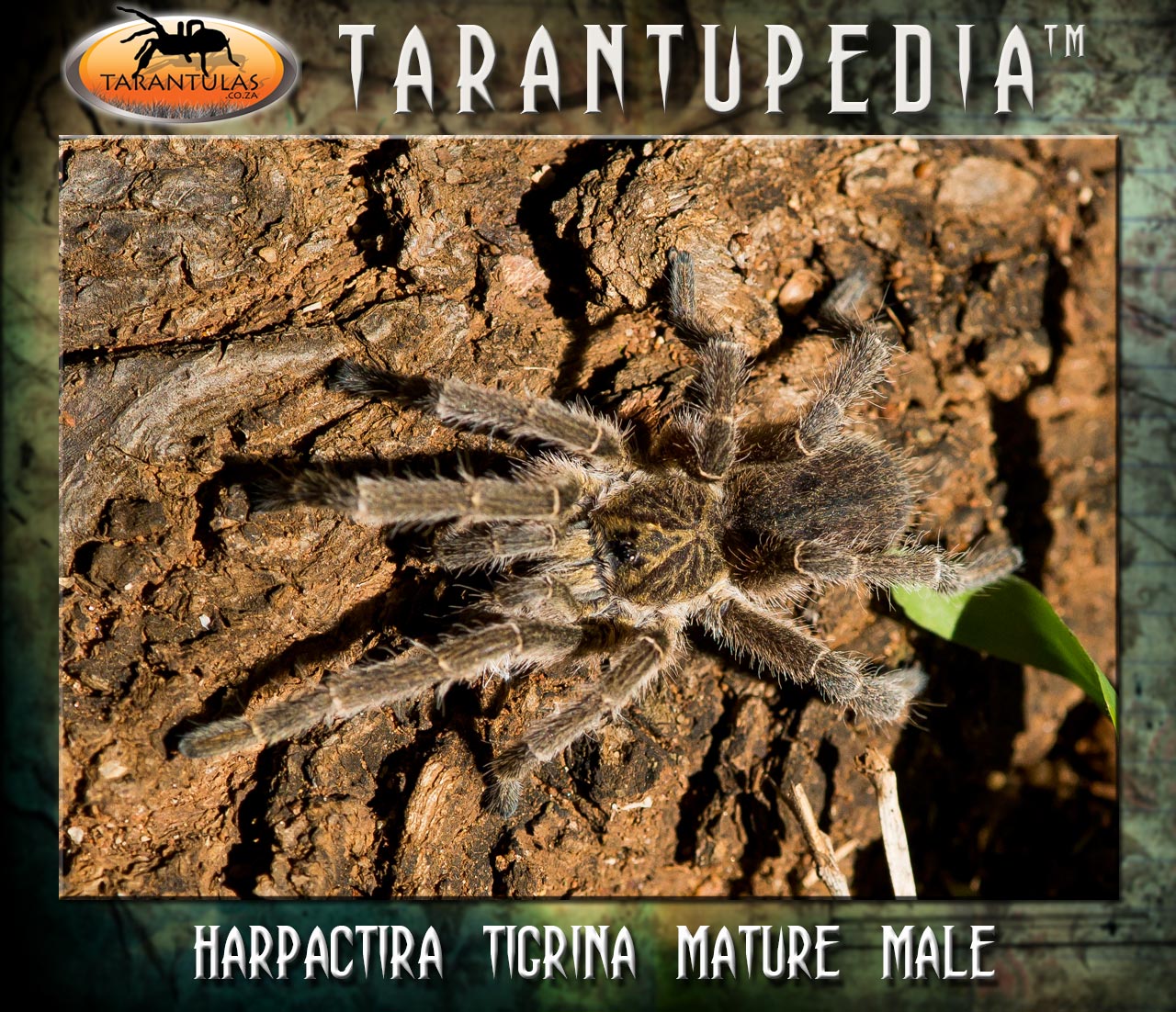 Male