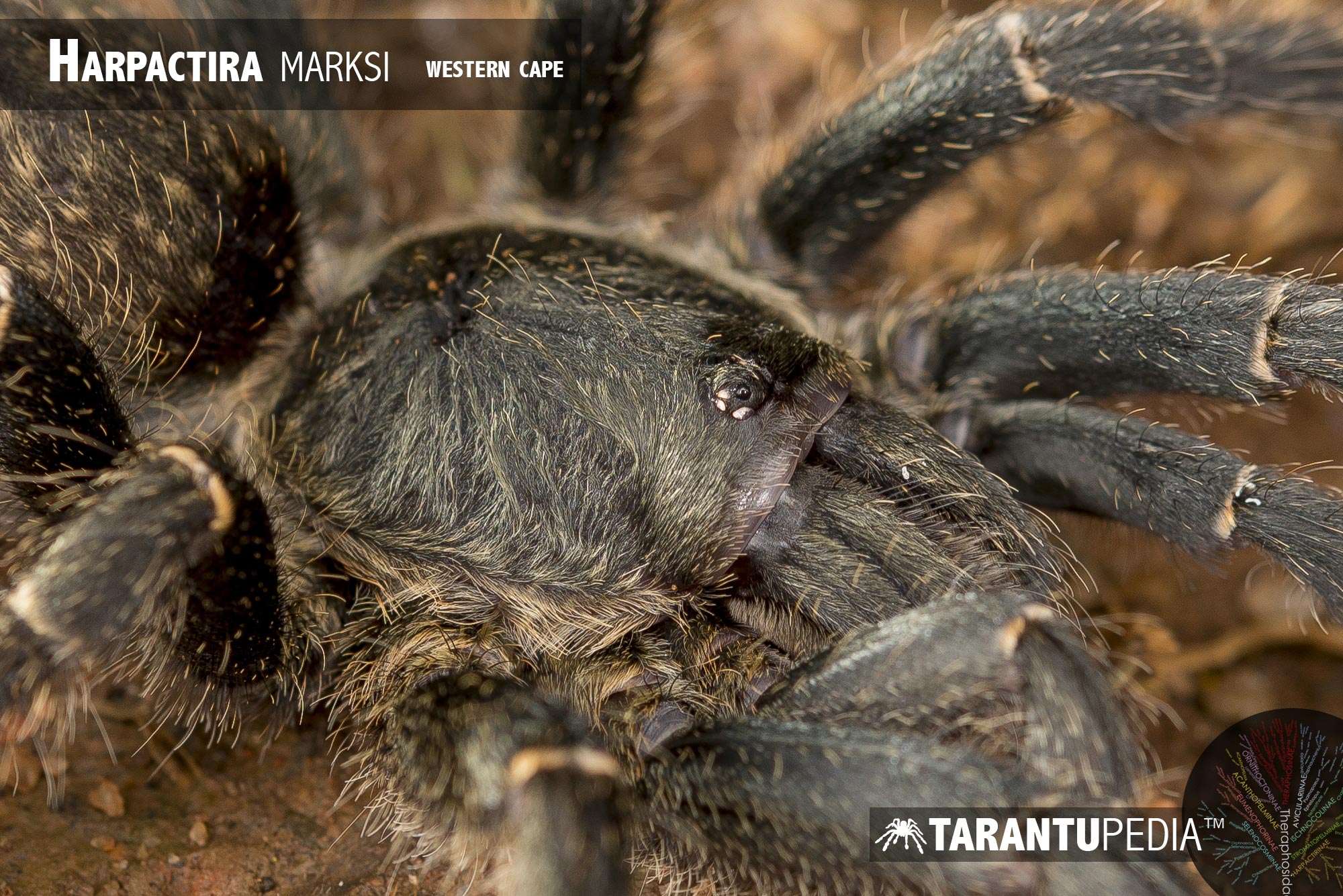 Harpactira marksi