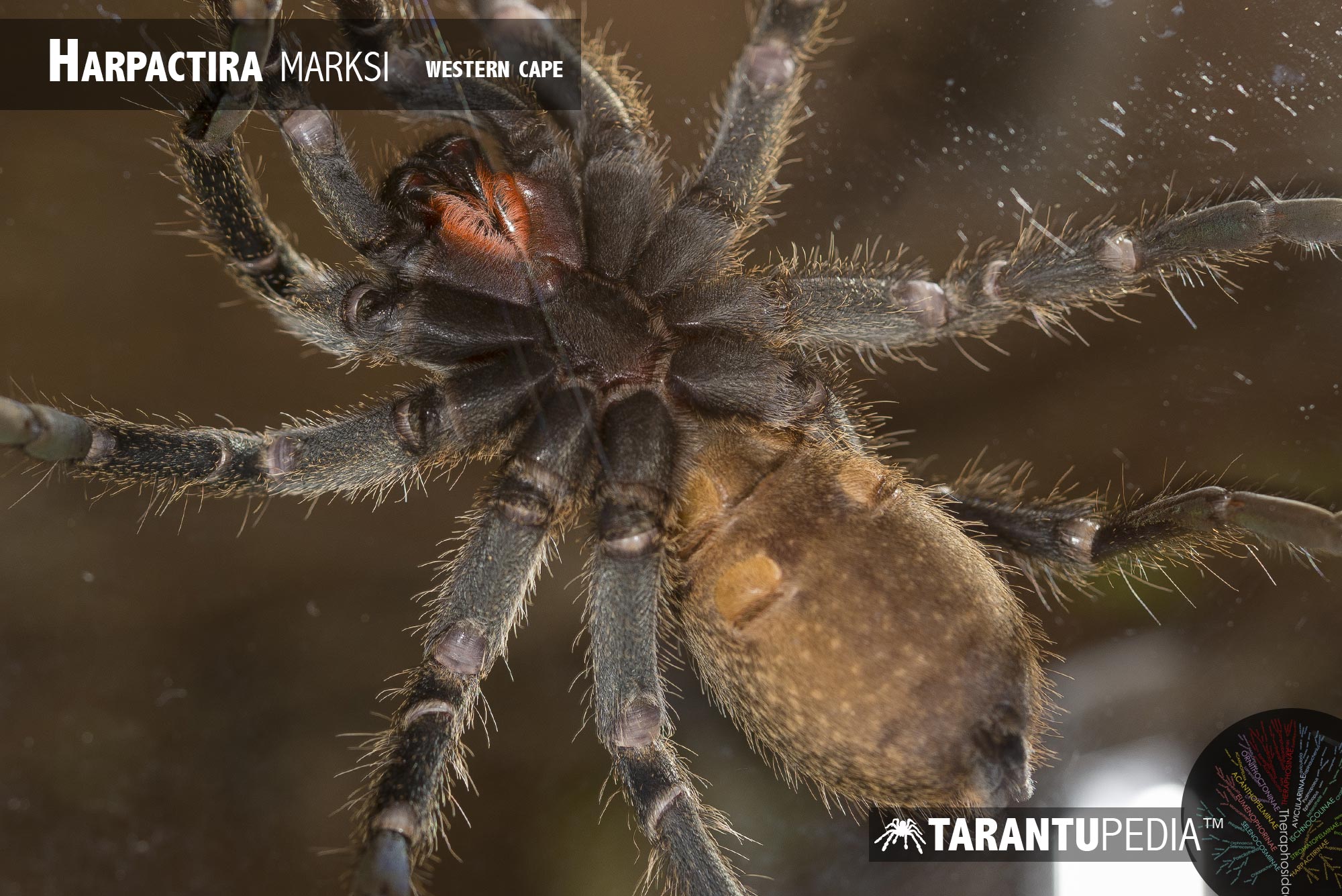 Underside