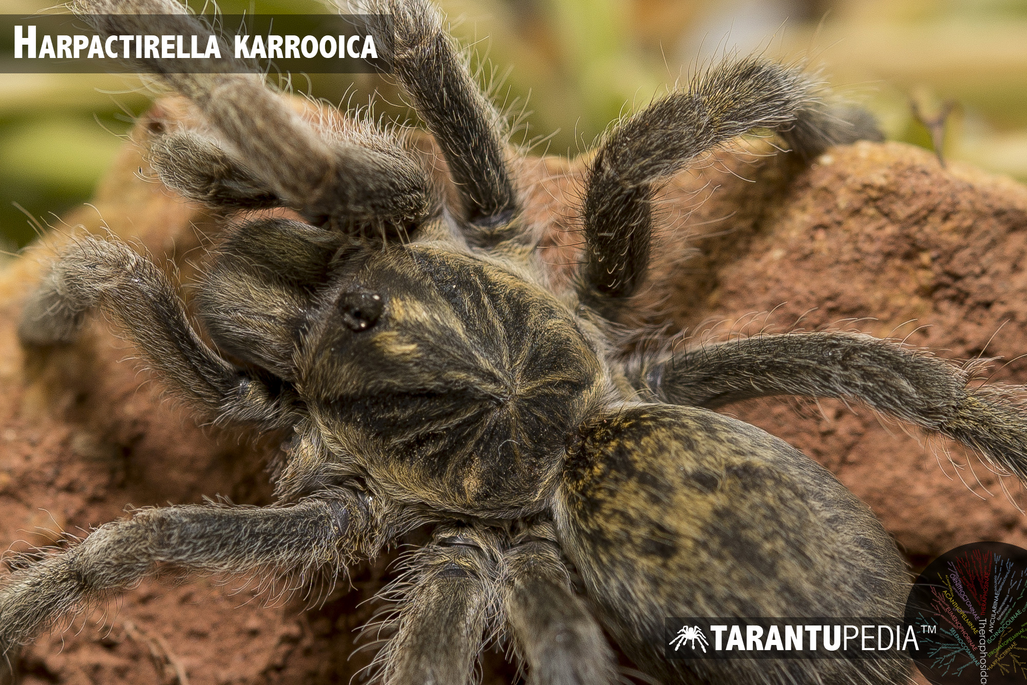 Harpactirella karrooica